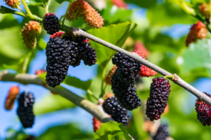mulberry