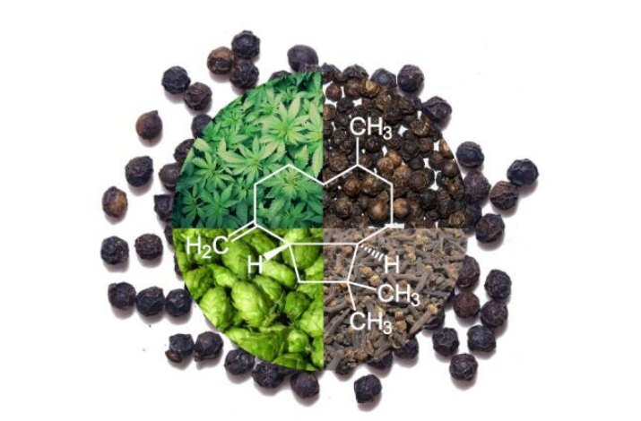 How to Use Caryophyllene for Enhanced Wellness Benefits?