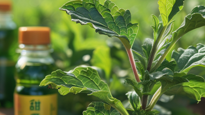 China Top Stevia Extract Suppliers for Global Buyers?