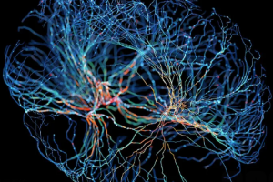 nerve