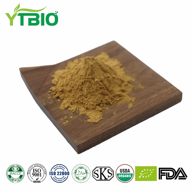 Cassia Seed Extract Powder Morocco Supplier