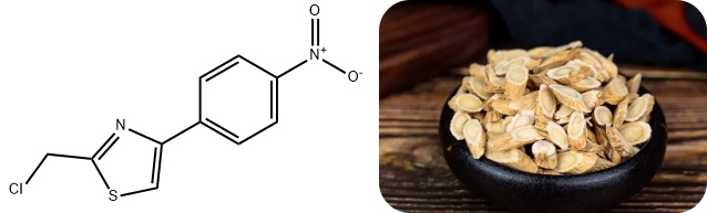 astragalus