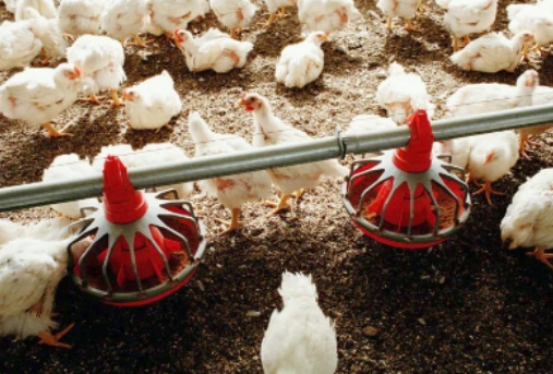 feed-2